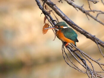 Common Kingfisher 善福寺公園 Sun, 1/12/2020