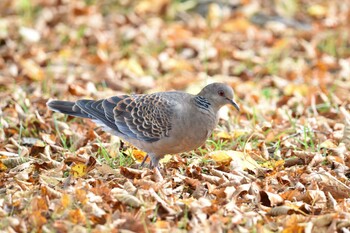 キジバト 西岡公園(西岡水源地) 2021年9月29日(水)