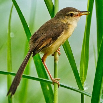 Plain Prinia Bang Phra Non-Hunting area Thu, 9/30/2021