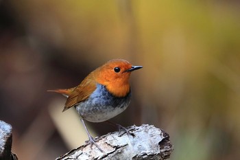 Japanese Robin Unknown Spots Sun, 4/23/2017