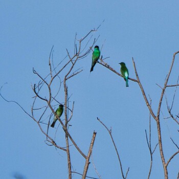 Blue-throated Bee-eater Bang Phra Non-Hunting area Thu, 9/30/2021