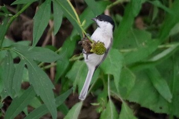 ハシブトガラ 福井緑地(札幌市西区) 2021年9月29日(水)