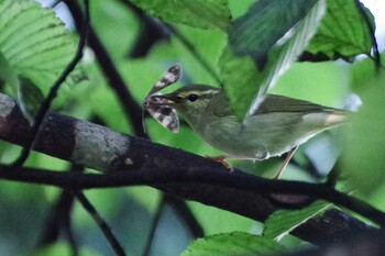 2021年9月29日(水) 福井緑地(札幌市西区)の野鳥観察記録