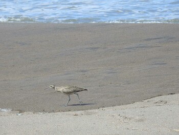 チュウシャクシギ はまなすの丘公園(石狩市) 2021年8月11日(水)