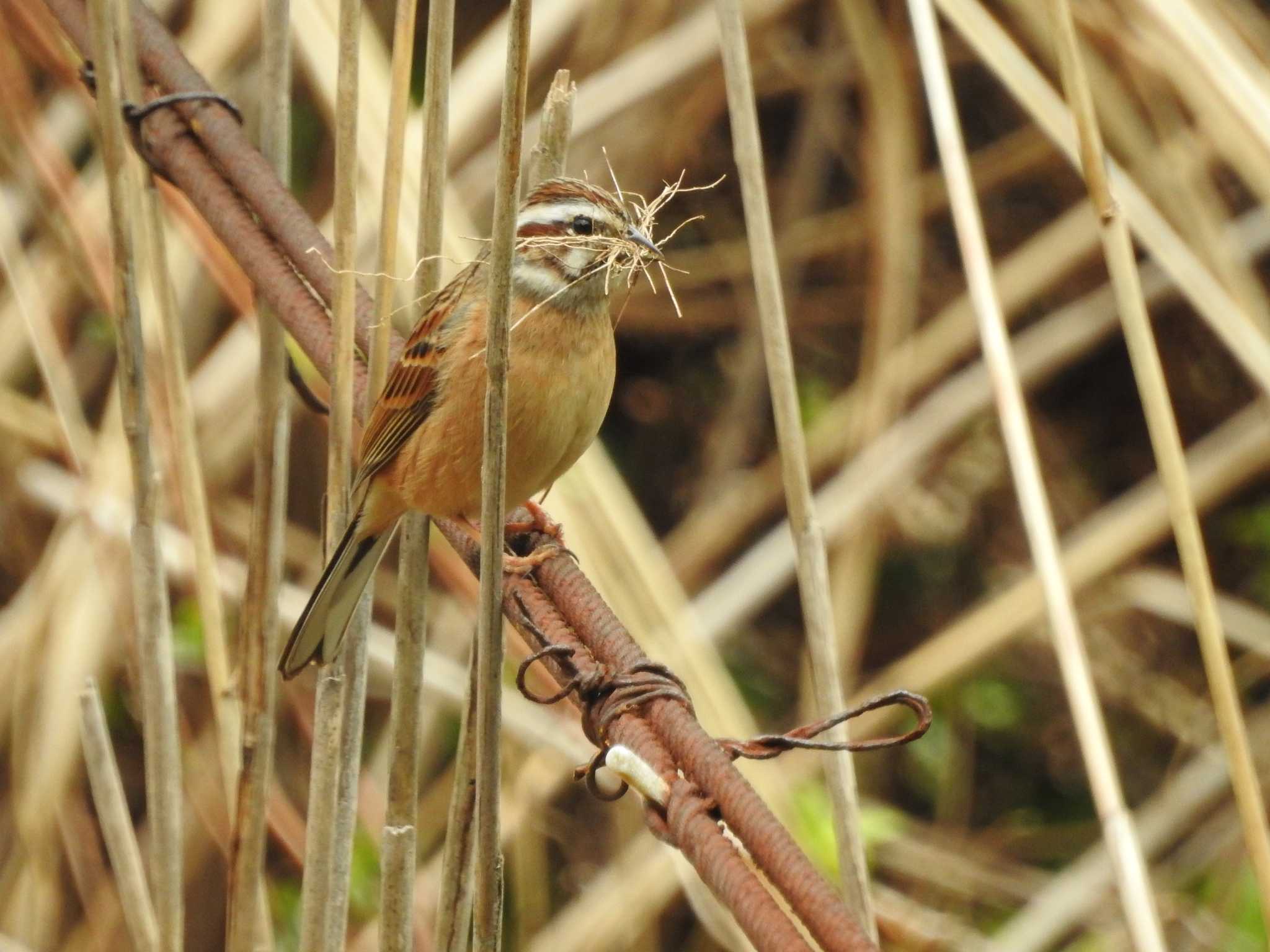 Photo of Meadow Bunting at 日向渓谷 by 結城