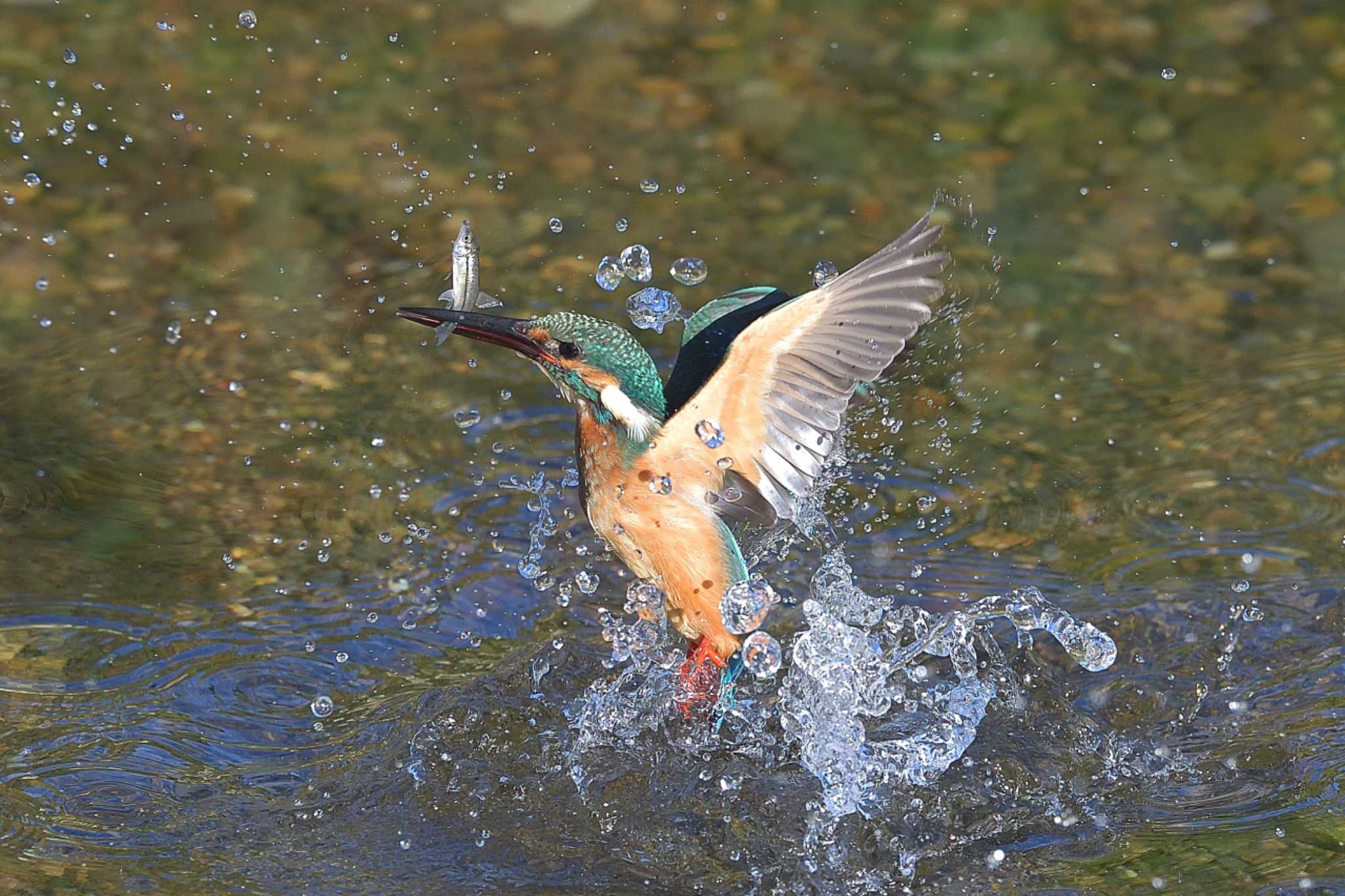 埼玉県霞川 カワセミの写真 by ask