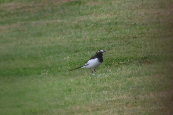 2021年9月30日(木) 石神井公園の野鳥観察記録