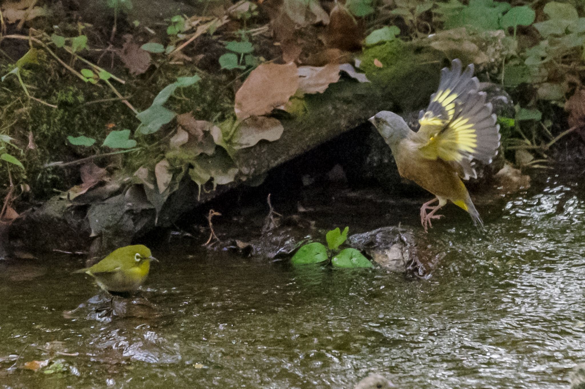 Grey-capped Greenfinch