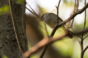 Japanese Bush Warbler 横浜市瀬谷区 Sun, 4/23/2017