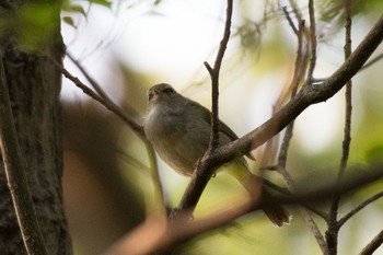 Japanese Bush Warbler 横浜市瀬谷区 Sun, 4/23/2017