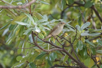 Kamchatka Leaf Warbler Koyaike Park Thu, 9/30/2021