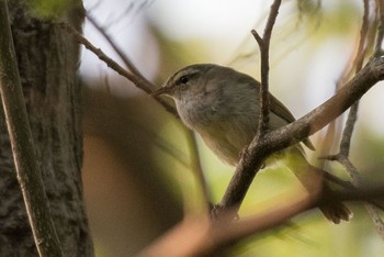 Japanese Bush Warbler 横浜市瀬谷区 Sun, 4/23/2017