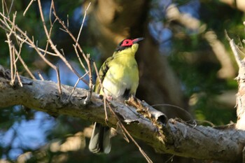 Australasian Figbird ケアンズ Sun, 10/13/2019