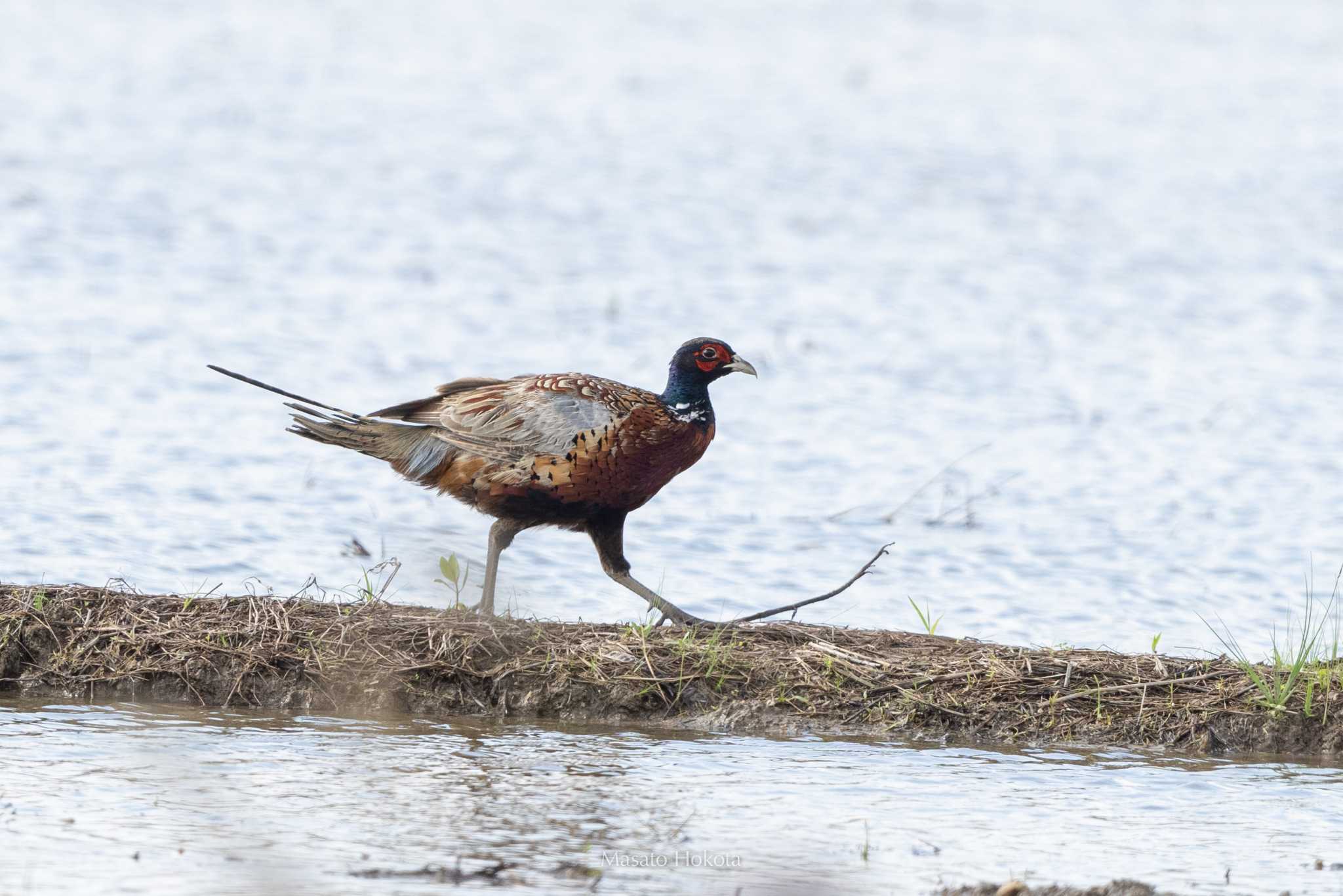 Photo of Common Pheasant at Ishigaki Island by Trio