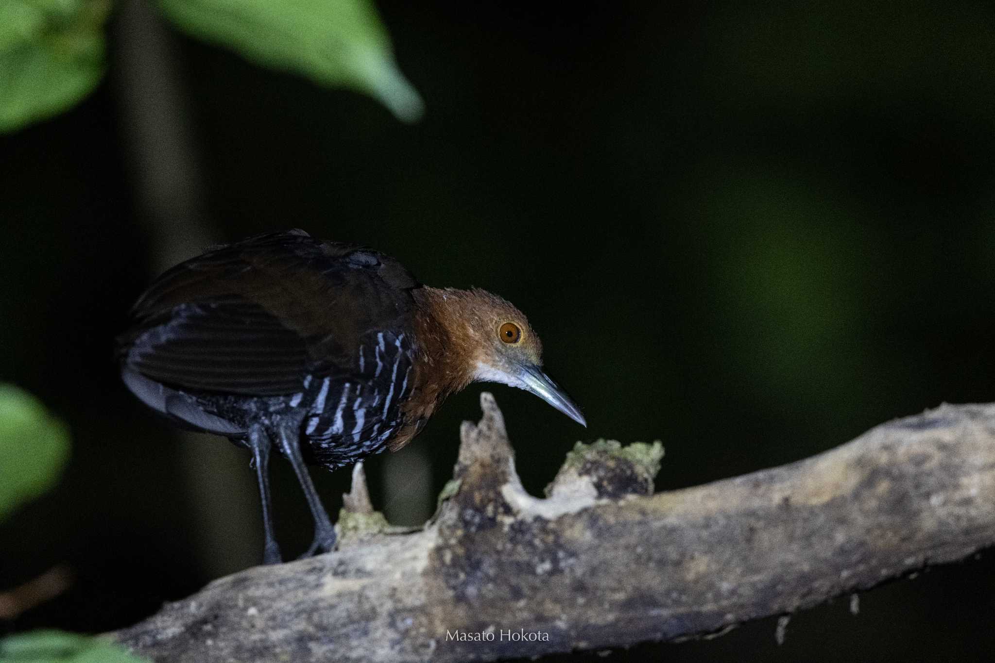 Photo of Slaty-legged Crake at Ishigaki Island by Trio