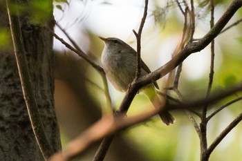 Japanese Bush Warbler 横浜市瀬谷区 Sun, 4/23/2017