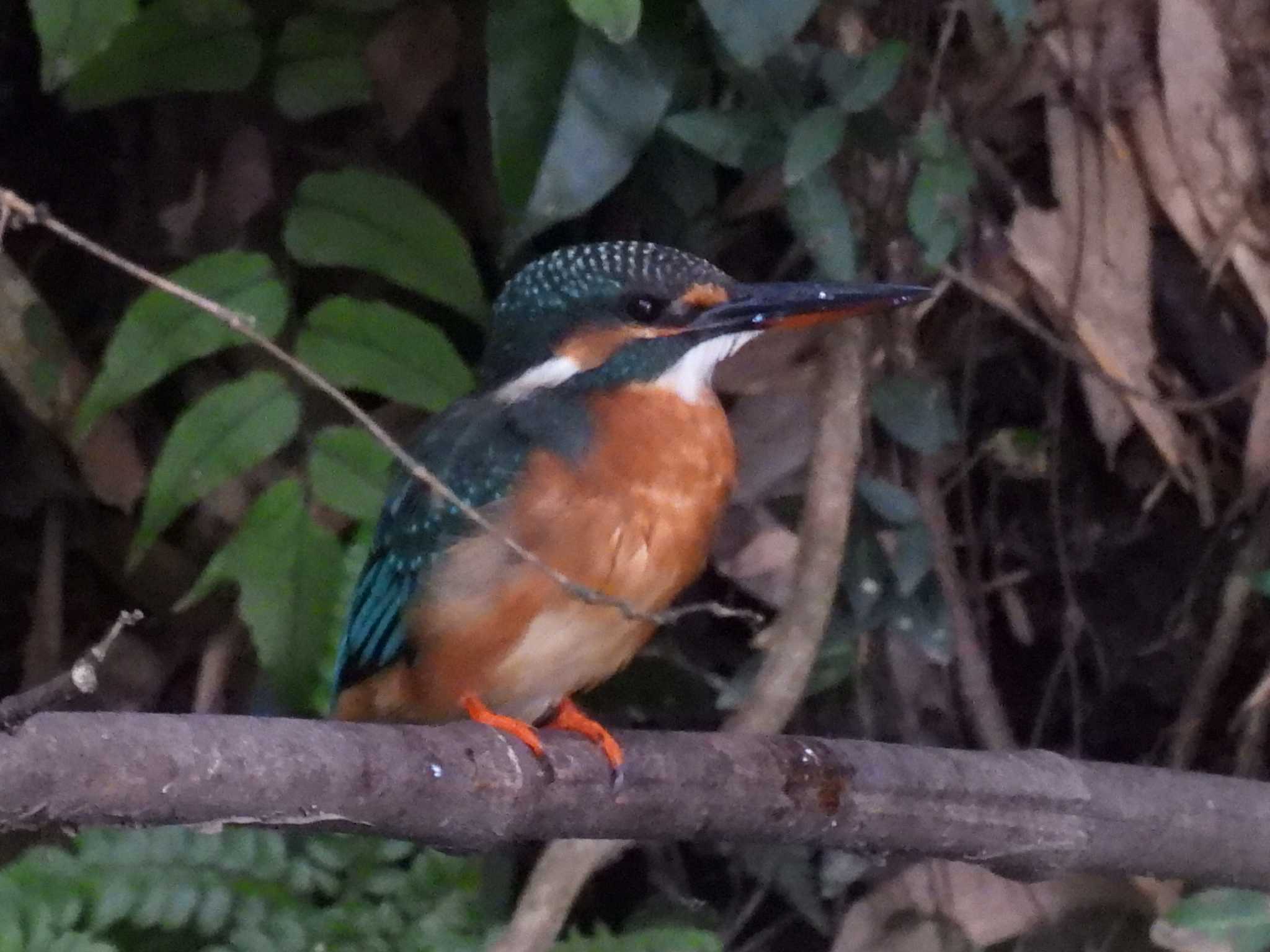 Photo of Common Kingfisher at 河跡湖公園 by 寅次郎