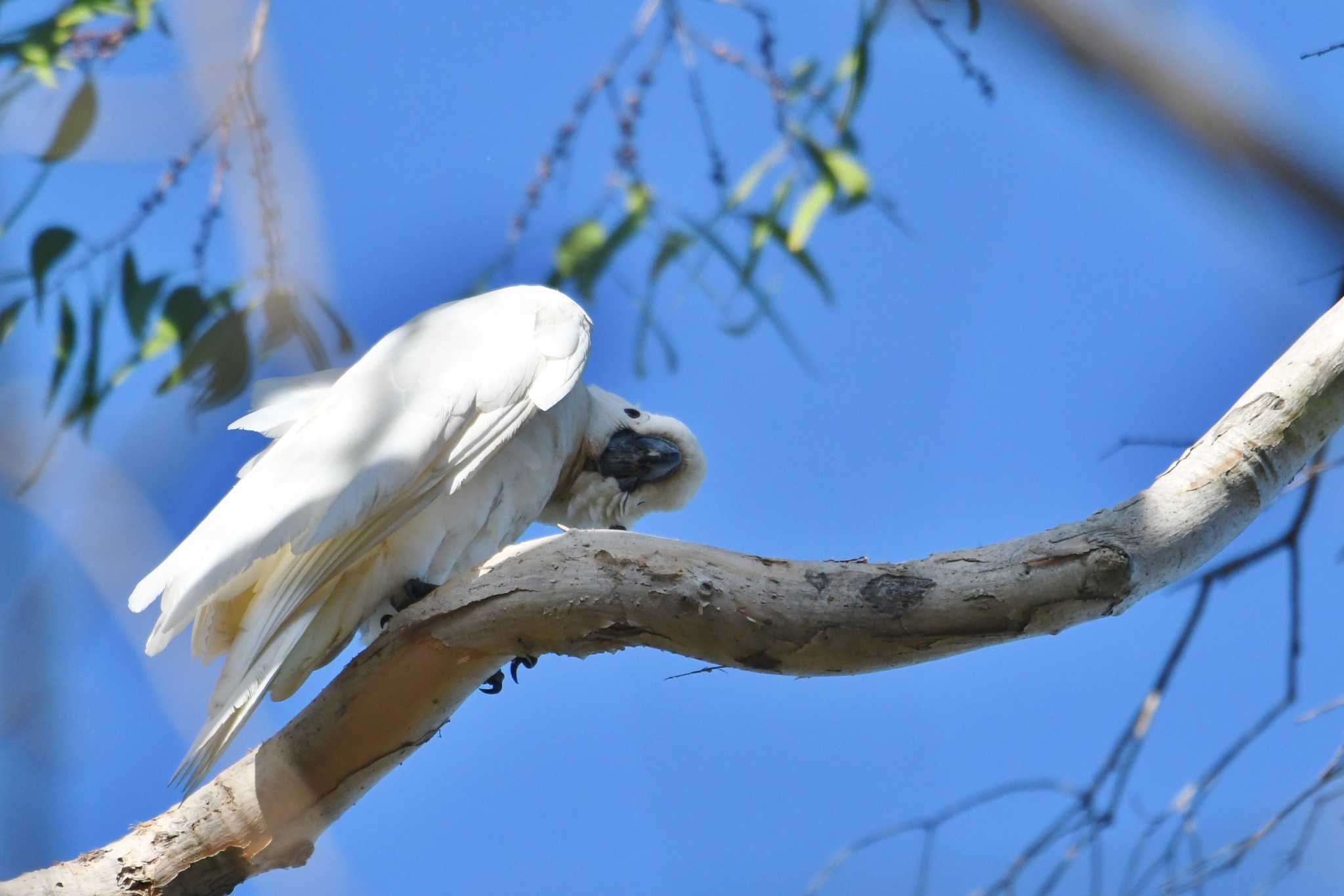 Sulphur-crested Cockatoo