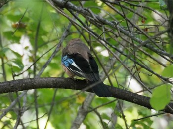 Eurasian Jay Shirakaba-touge Tue, 9/28/2021