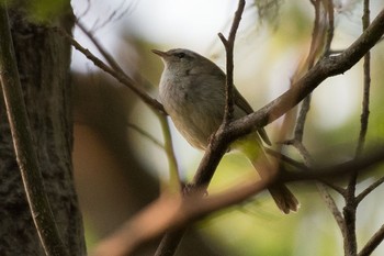 Japanese Bush Warbler 横浜市瀬谷区 Sun, 4/23/2017