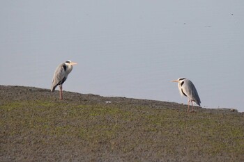 2021年4月4日(日) 広島県の野鳥観察記録