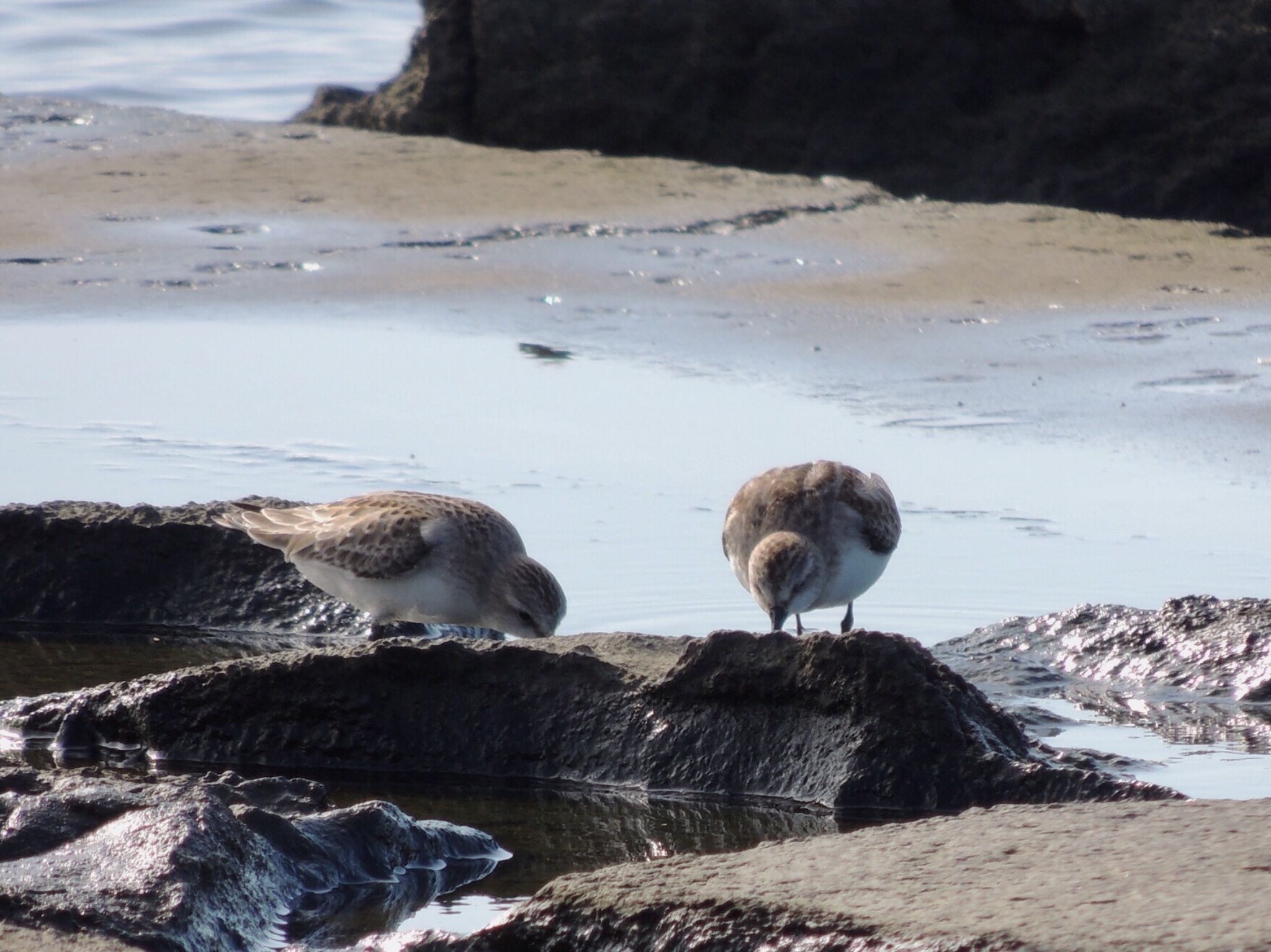 葛西臨海公園 トウネンの写真