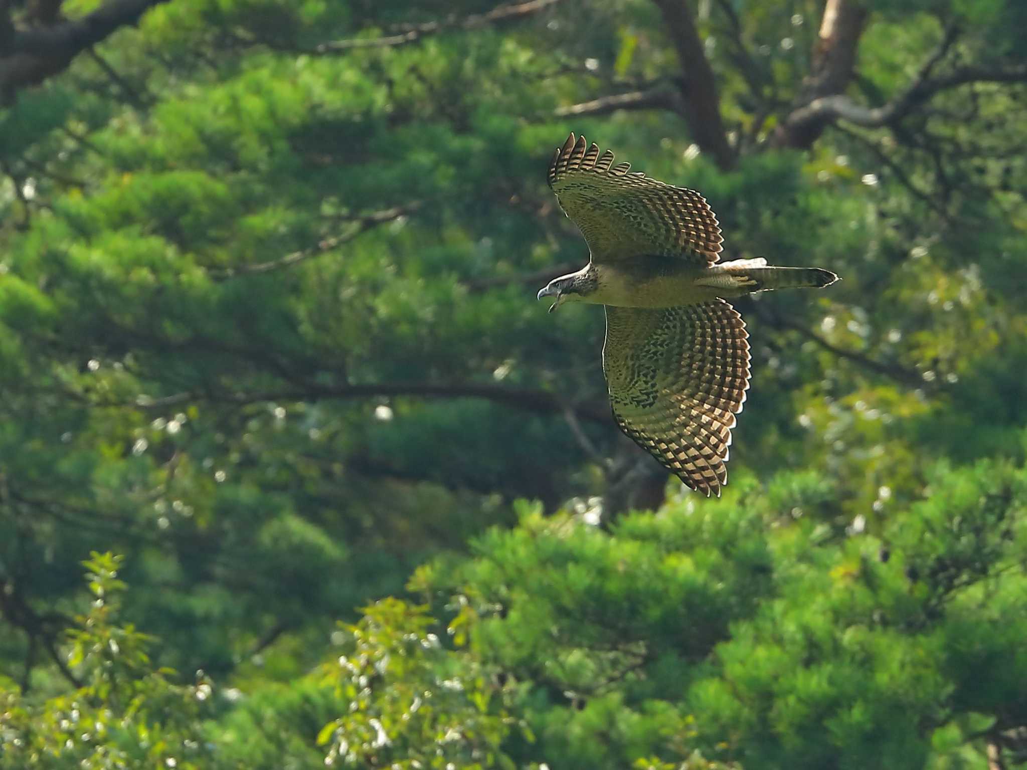 滋賀県 クマタカの写真