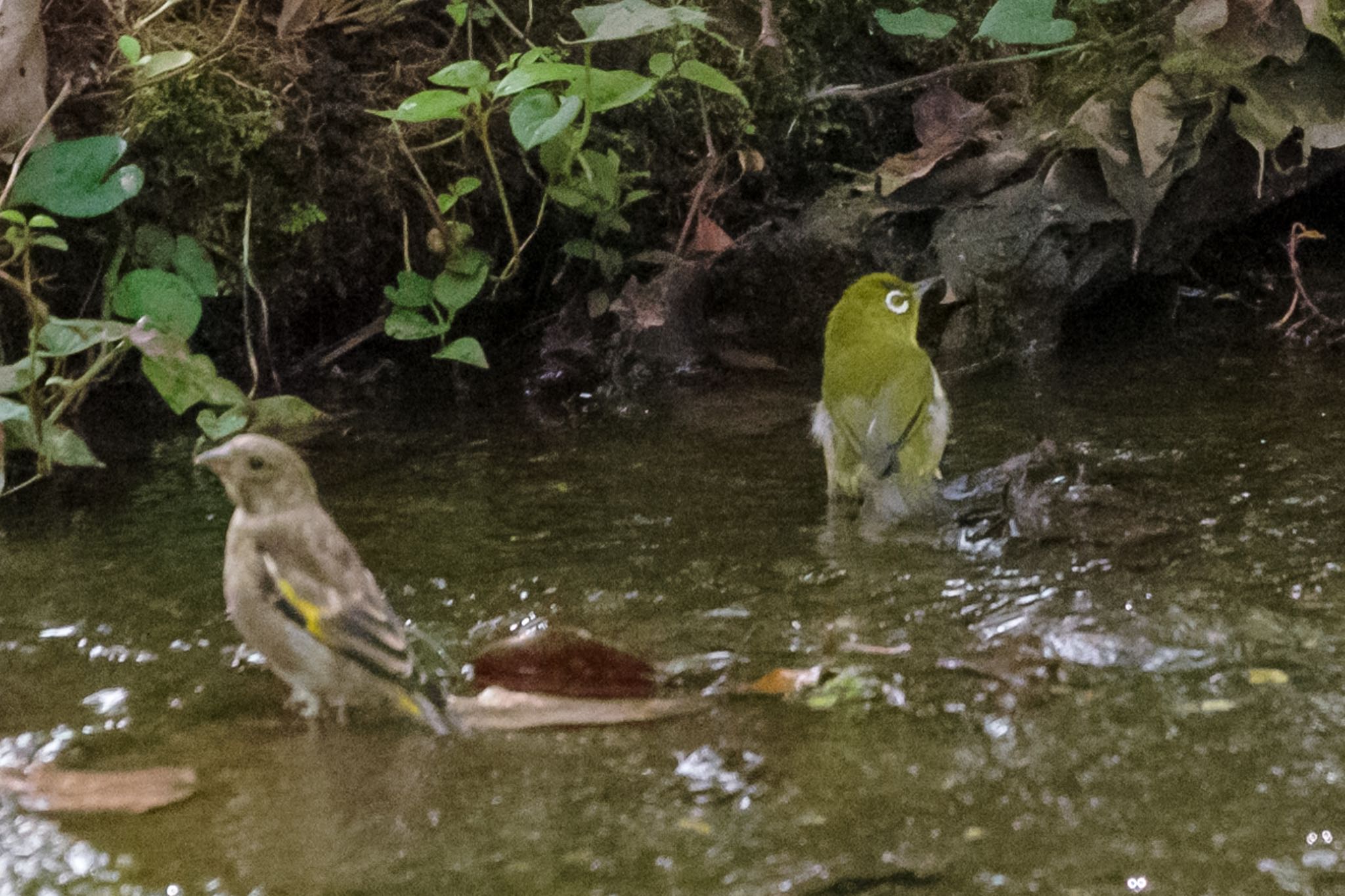 Warbling White-eye