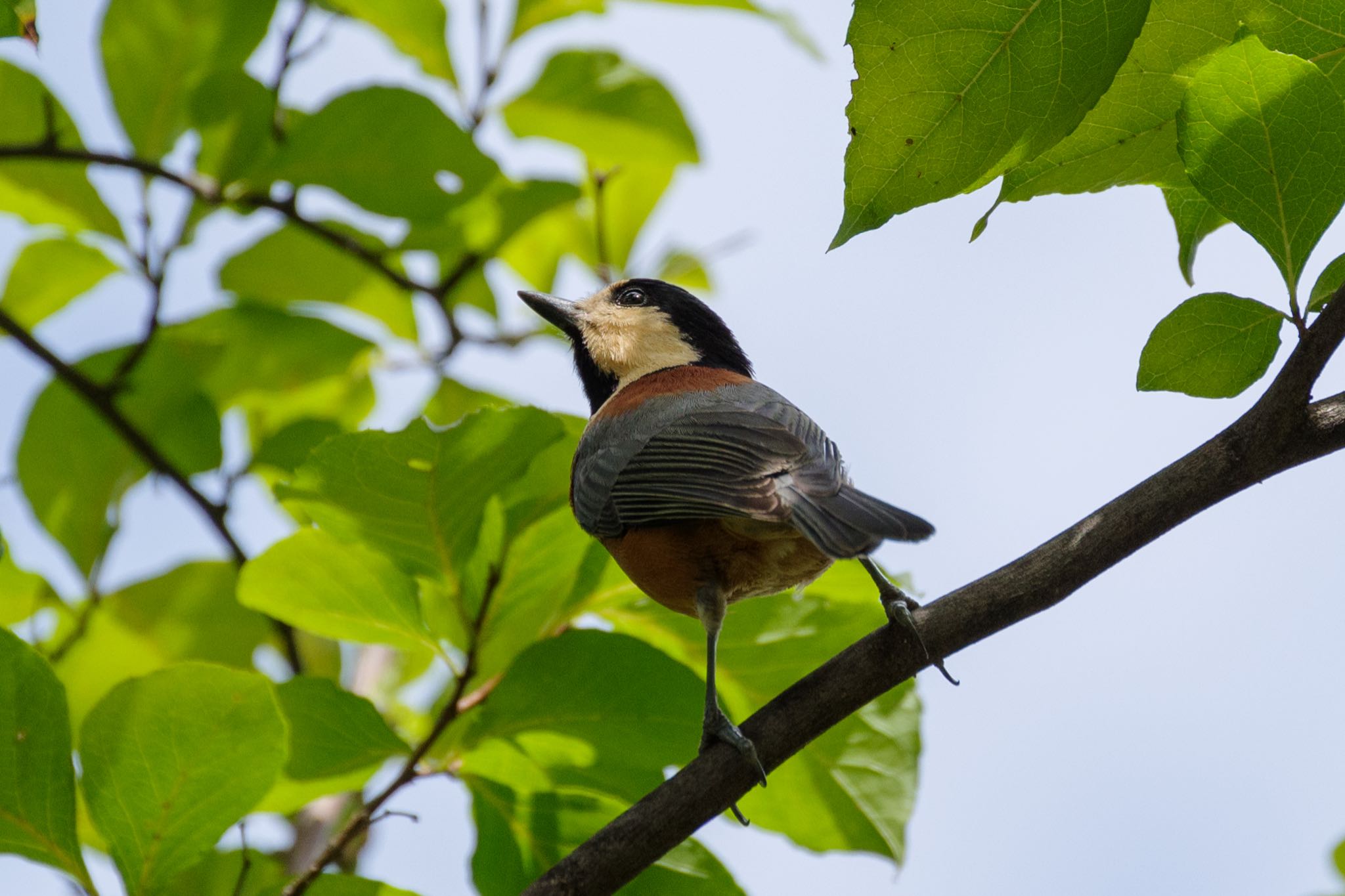 Varied Tit