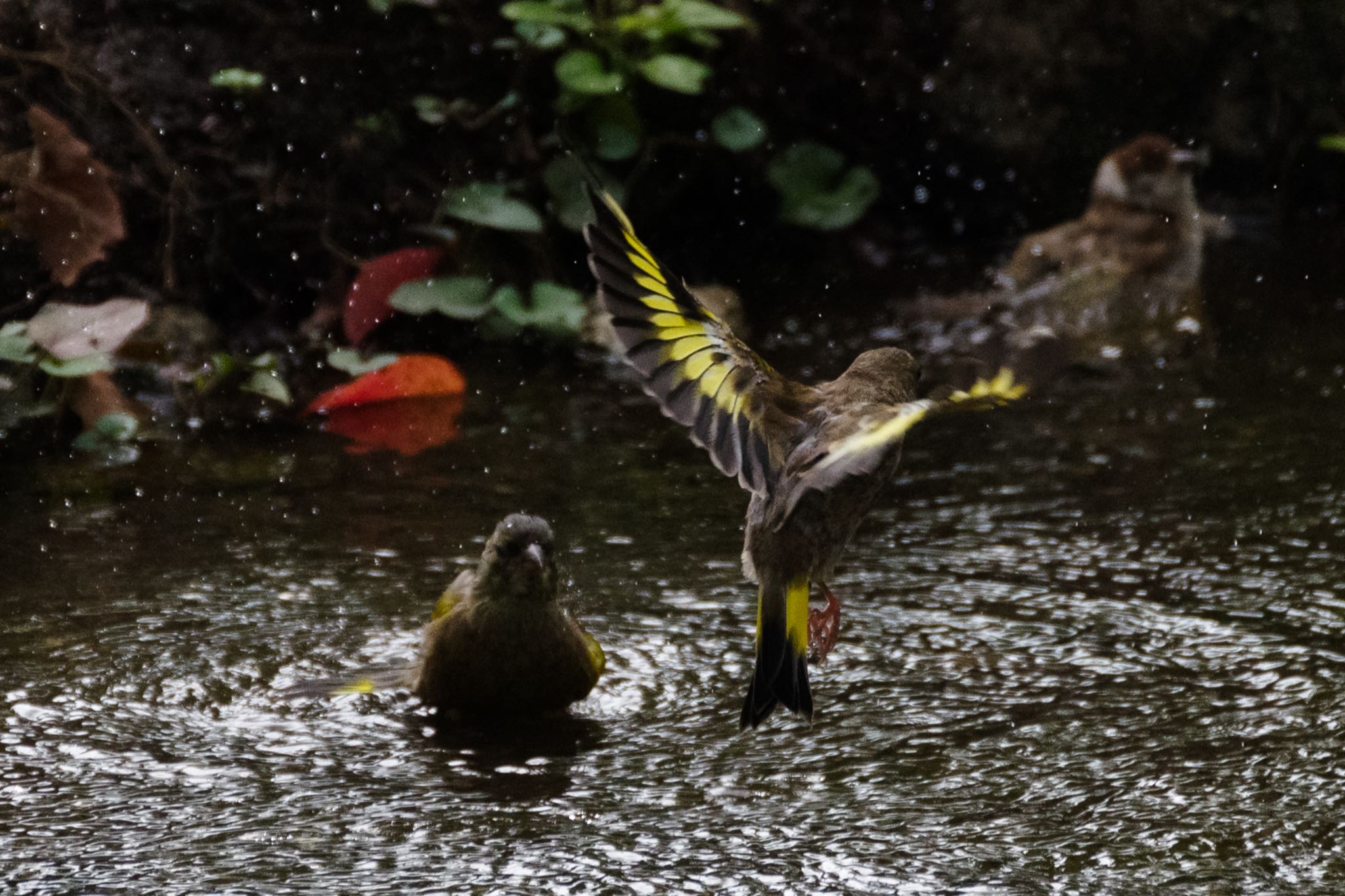 国会前庭 カワラヒワの写真 by Marco Birds