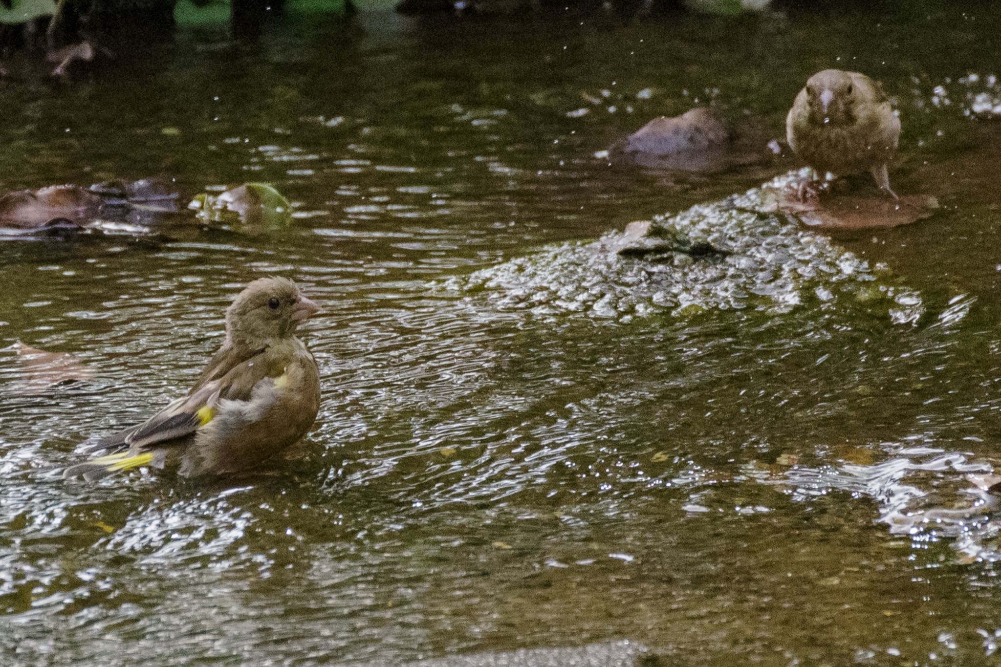 国会前庭 カワラヒワの写真 by Marco Birds