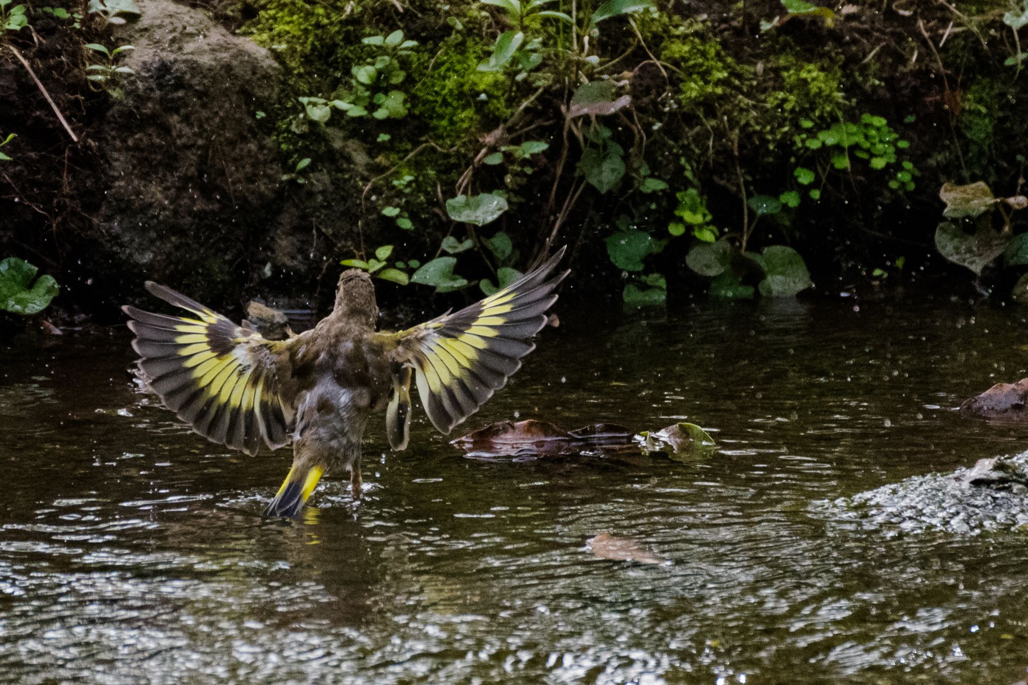 国会前庭 カワラヒワの写真 by Marco Birds