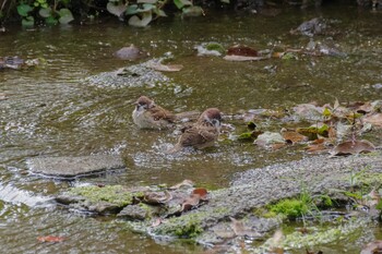 Eurasian Tree Sparrow 国会前庭 Tue, 9/28/2021