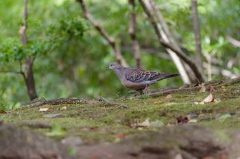 カワラバト 国会前庭 2021年9月28日(火)