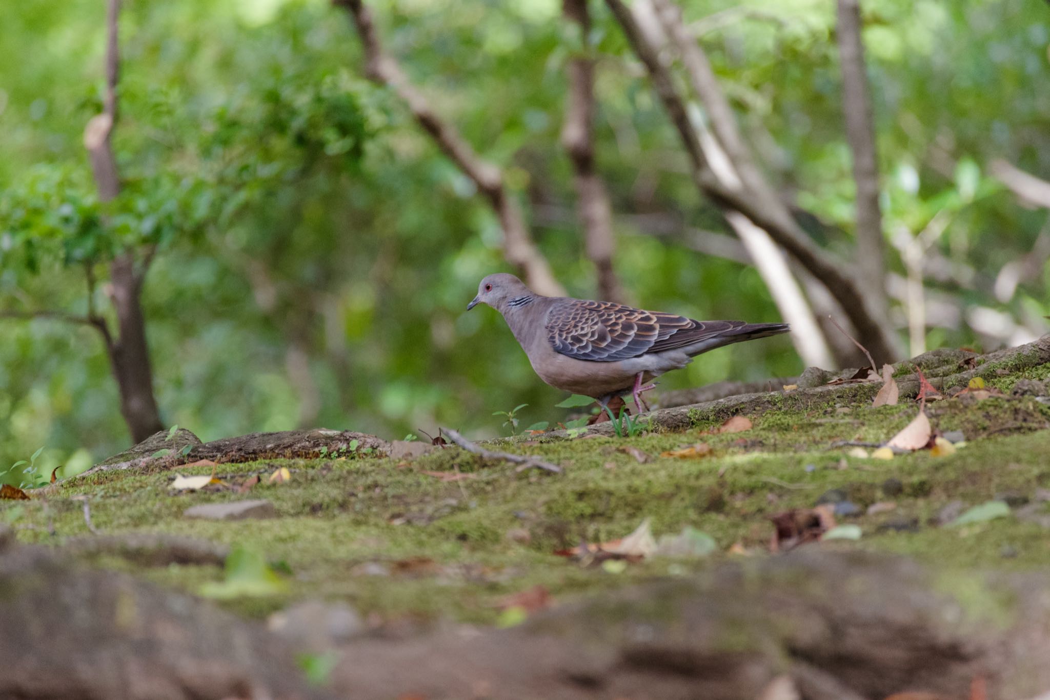 Rock Dove