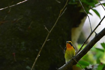 キビタキ 大田区 2017年4月23日(日)