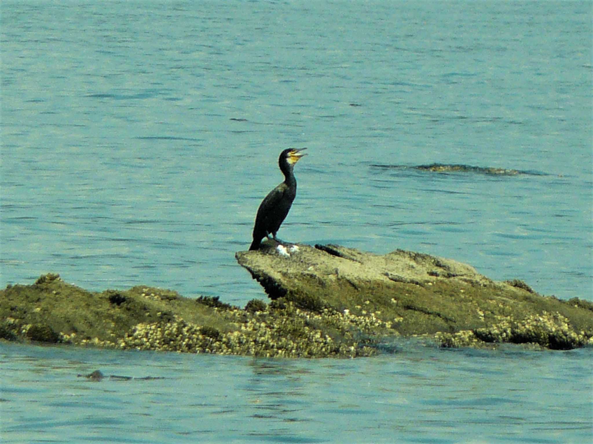 Great Cormorant