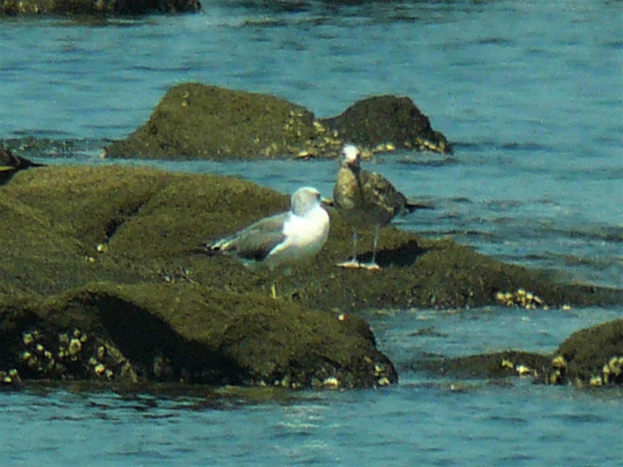 Black-tailed Gull