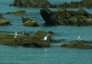 2021年8月28日(土) 長井漁港の野鳥観察記録