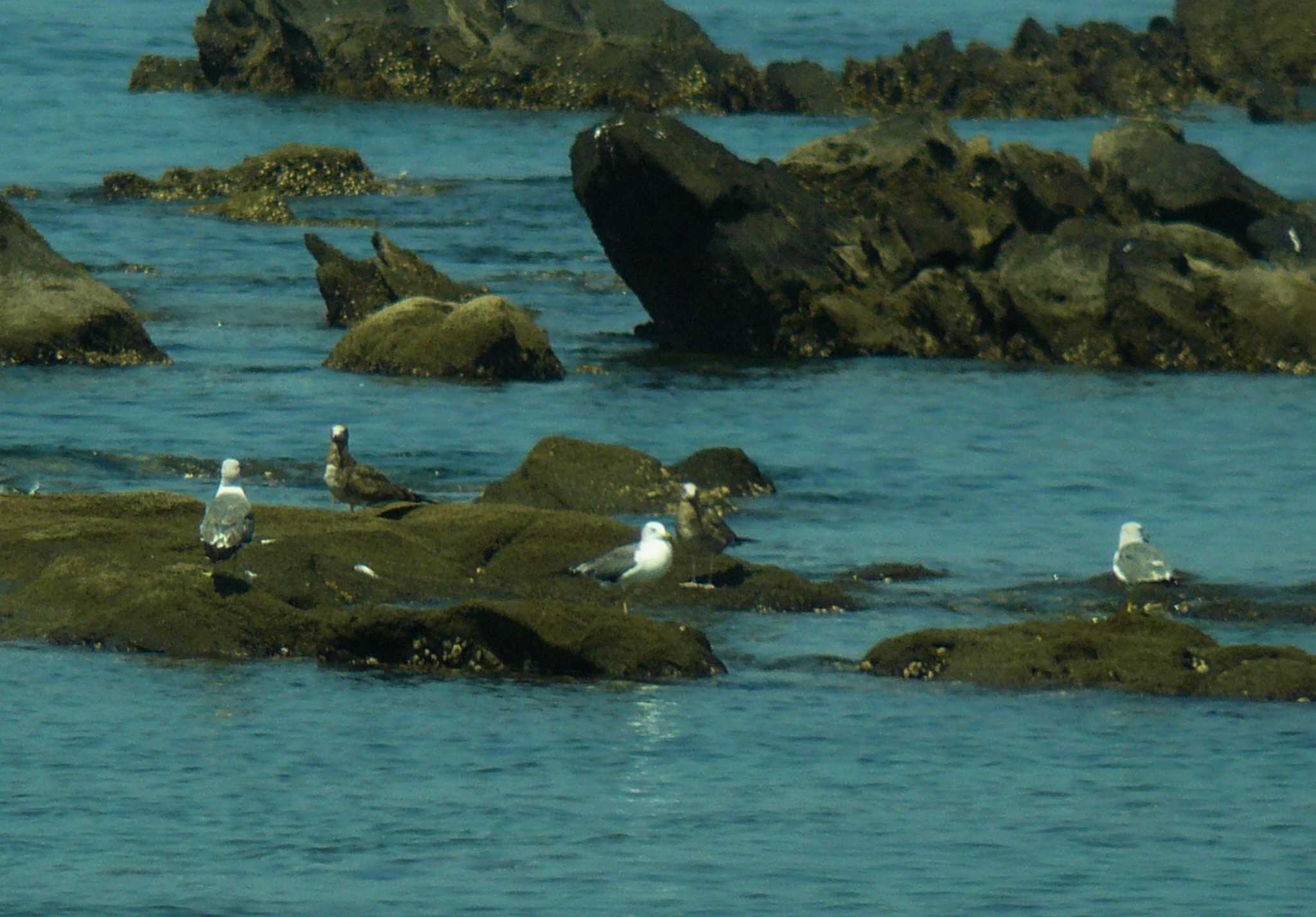 Black-tailed Gull