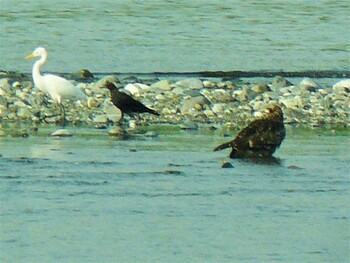 Sat, 8/28/2021 Birding report at 酒匂川河口