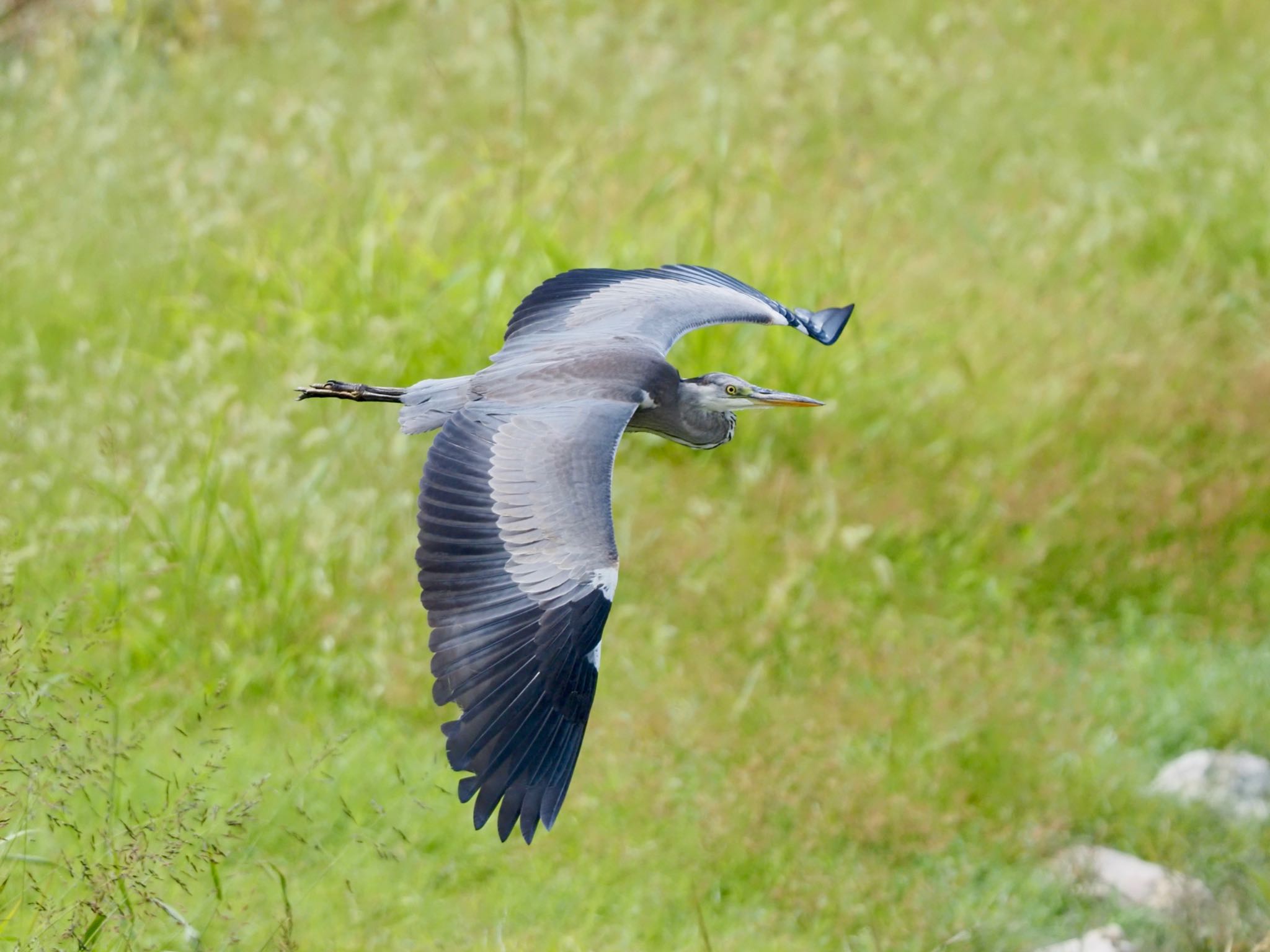 大阪南港野鳥園 アオサギの写真