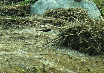 2021年8月29日(日) 轡堰の野鳥観察記録