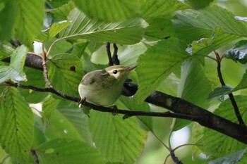 2021年10月1日(金) 福井緑地(札幌市西区)の野鳥観察記録
