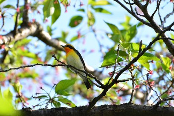 キビタキ 大田区 2017年4月23日(日)