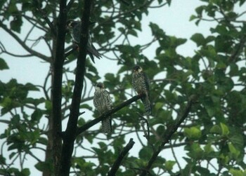 Amur Falcon ザンビア Unknown Date