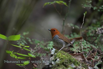 Japanese Robin 神奈川県 Sat, 4/22/2017