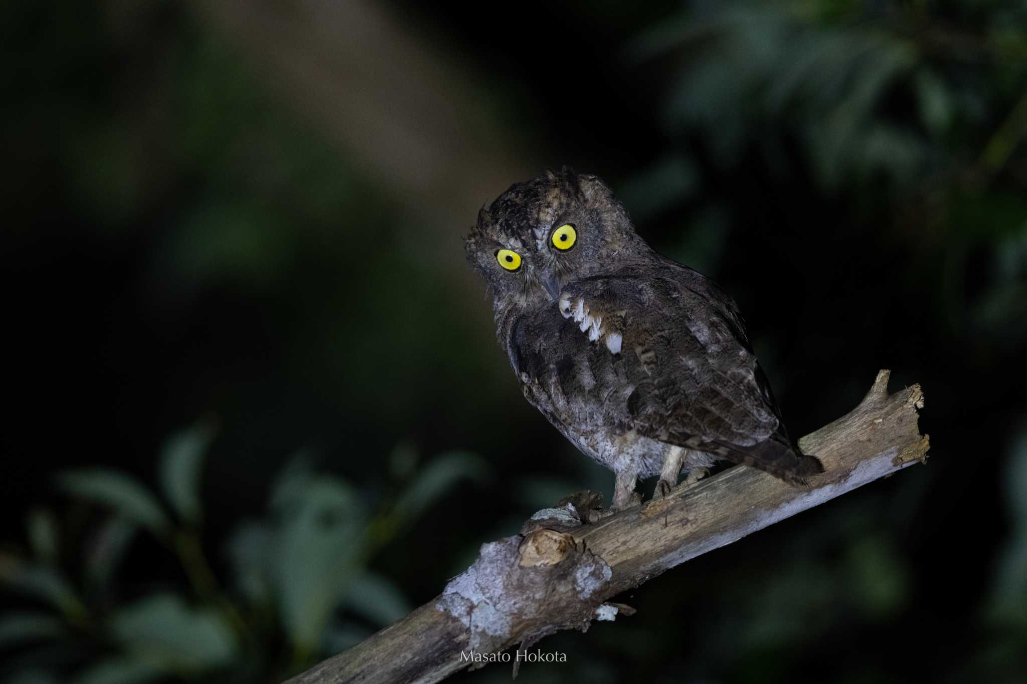 Photo of Ryukyu Scops Owl at Ishigaki Island by Trio