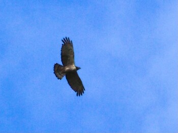 Crested Honey Buzzard Shirakaba-touge Unknown Date