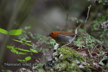 Japanese Robin 神奈川県 Sat, 4/22/2017